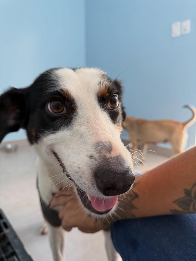 Zoe Maria, cachorro de porte médio para adoção em Brusque - SC