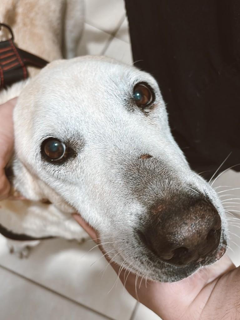 Marley, cachorro de porte médio para adoção em Brusque - SC