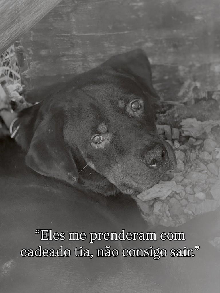 Tyrion, cachorro de porte pequeno para adoção em Brusque - SC