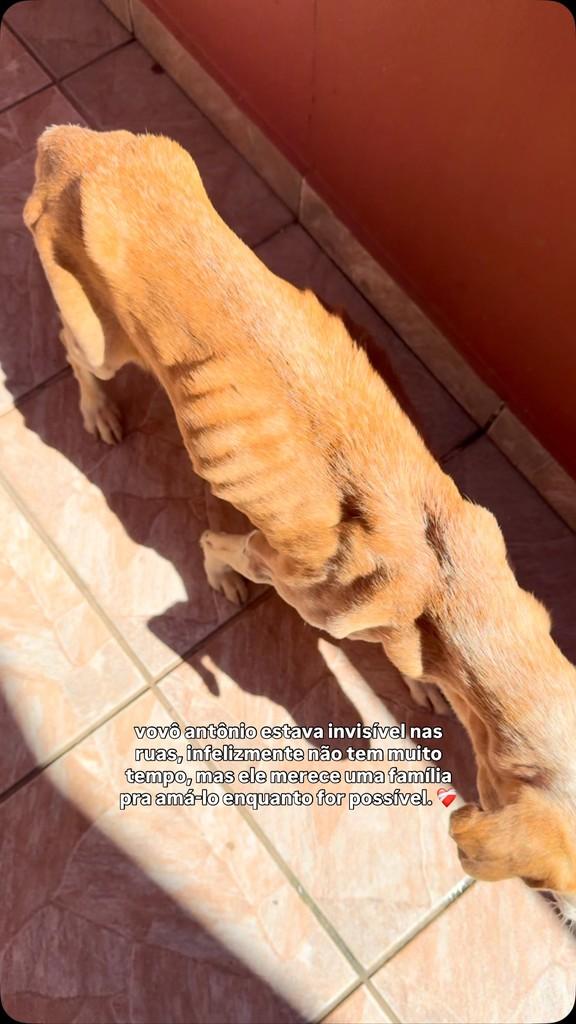Vovô Antônio, cachorro de porte médio para adoção em Brusque - SC