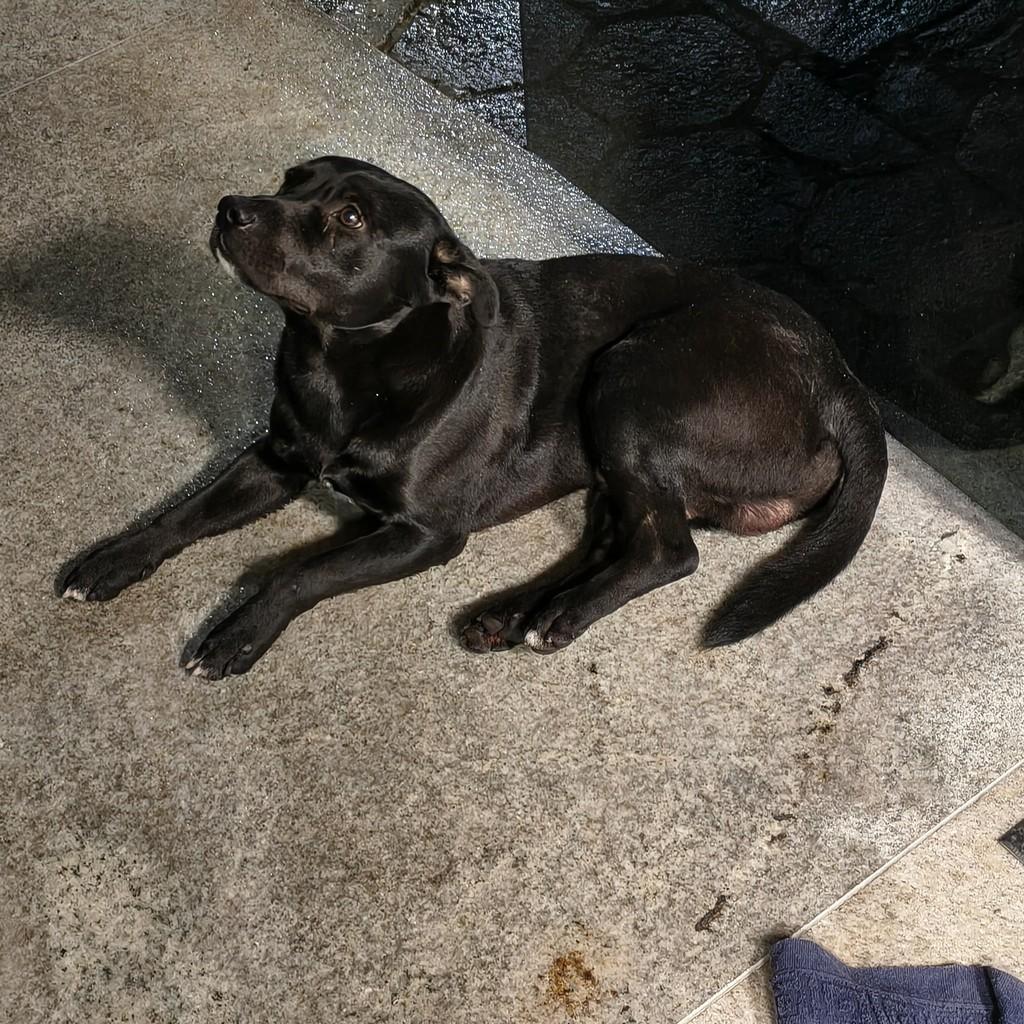 Chico, cachorro de porte pequeno para adoção em Brusque - SC