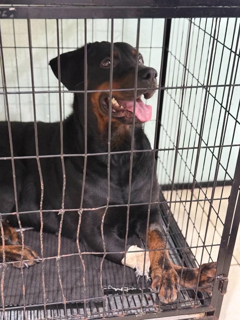 Grandão, cachorro de porte grande para adoção em Brusque - SC
