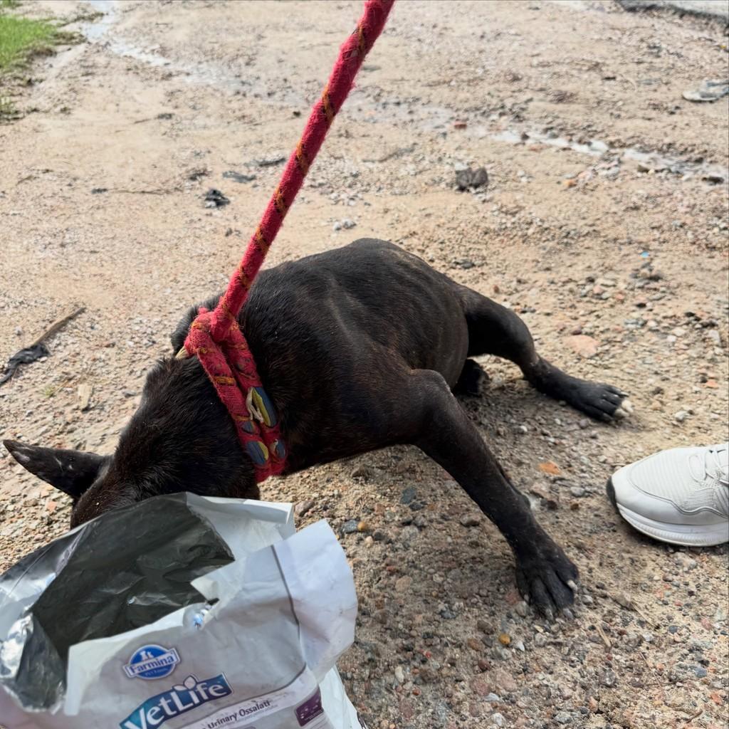 Drogo, cachorro de porte médio para adoção em Brusque - SC