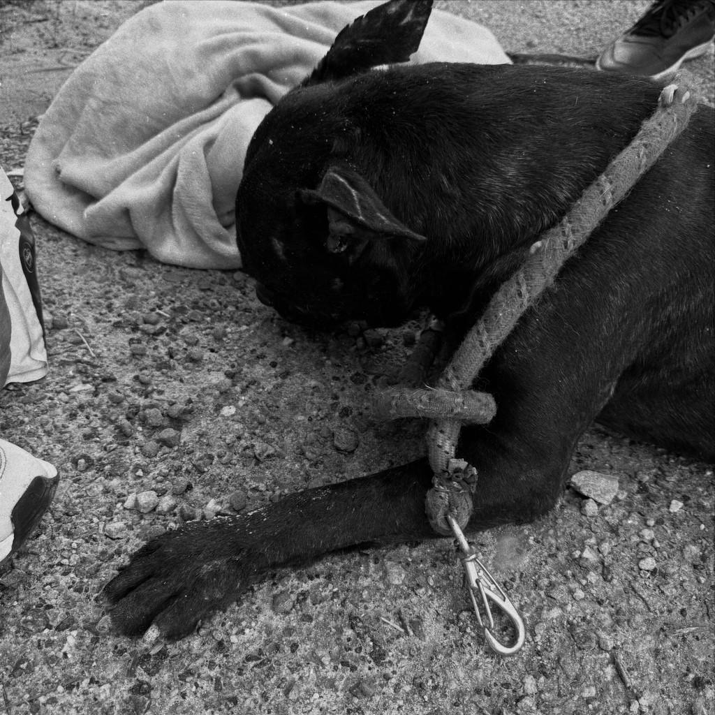 Drogo, cachorro de porte médio para adoção em Brusque - SC — foto 2 de 6