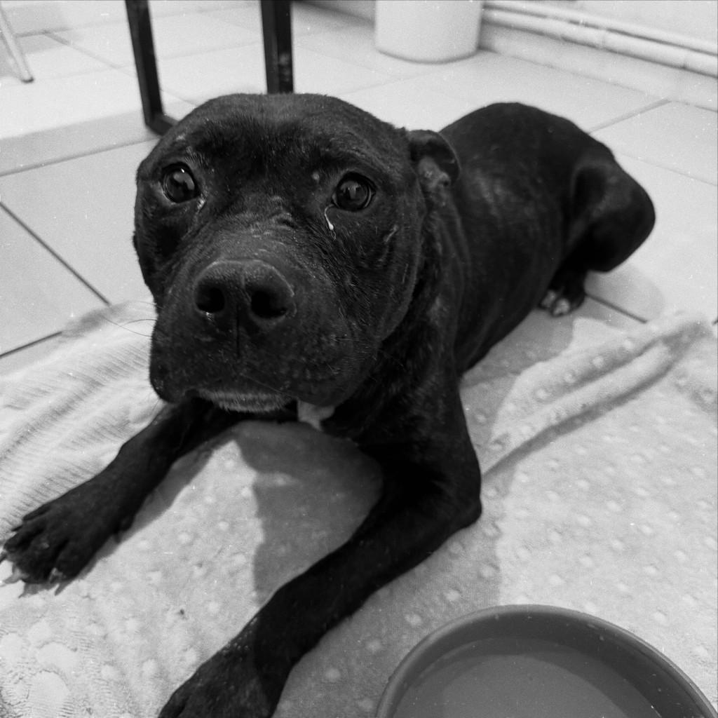 Drogo, cachorro de porte médio para adoção em Brusque - SC — foto 3 de 6