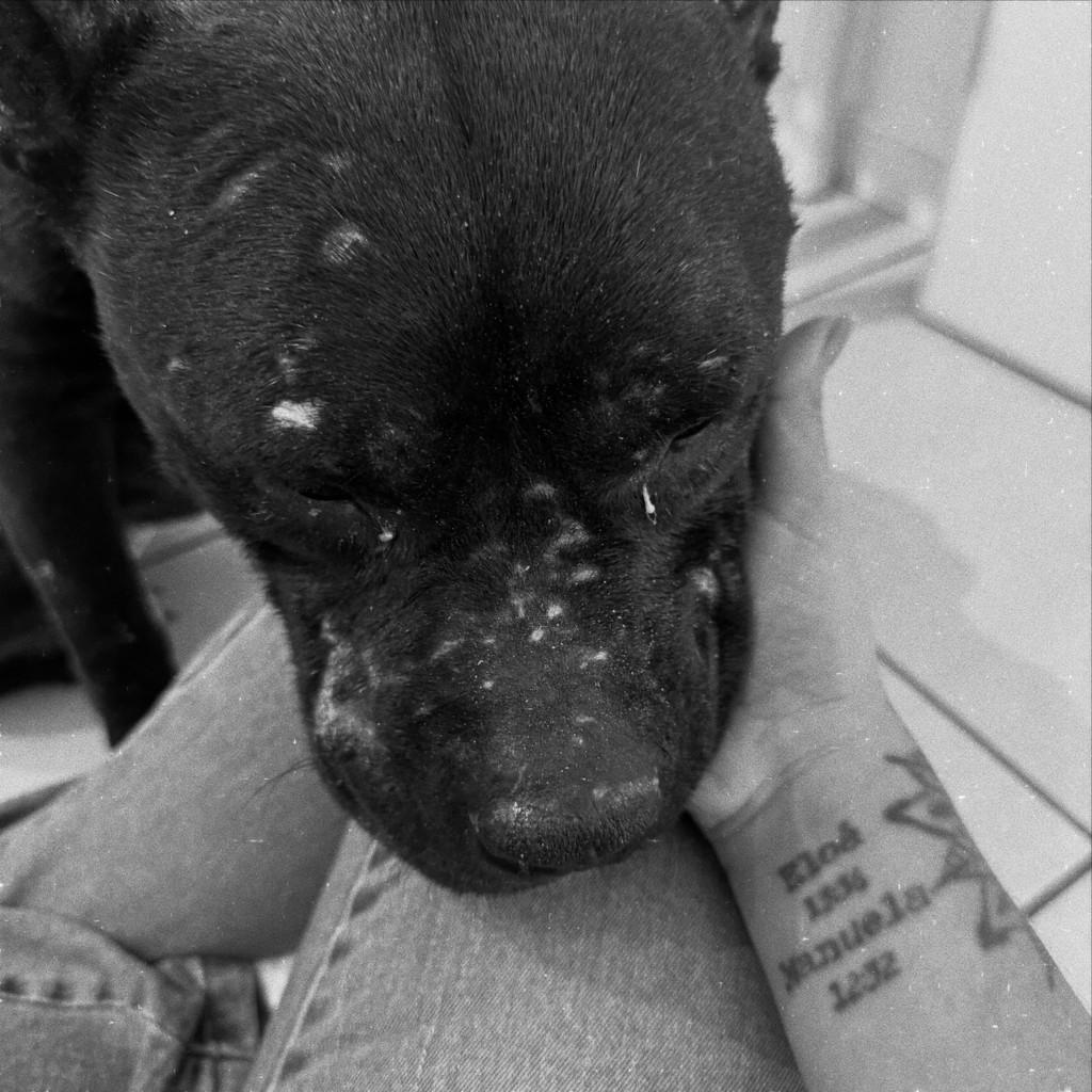 Drogo, cachorro de porte médio para adoção em Brusque - SC — foto 4 de 6