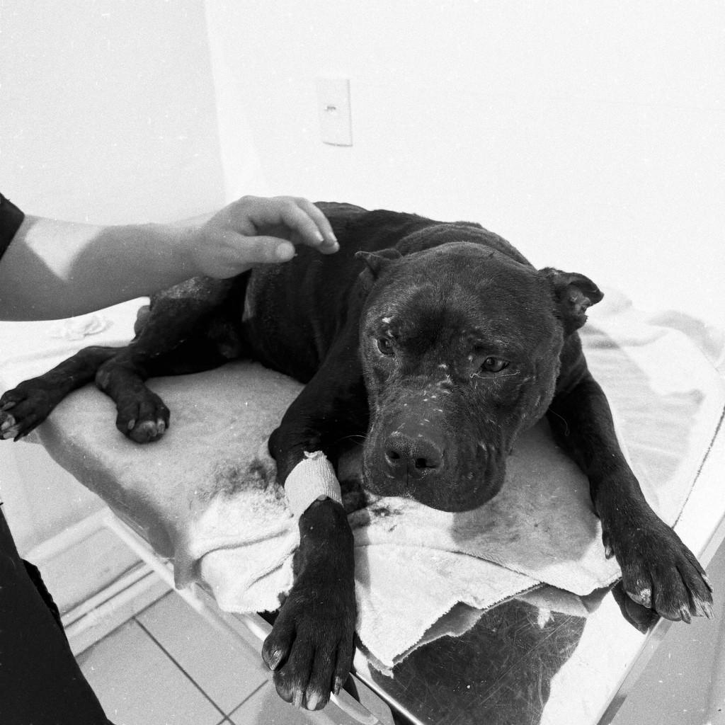 Drogo, cachorro de porte médio para adoção em Brusque - SC — foto 5 de 6