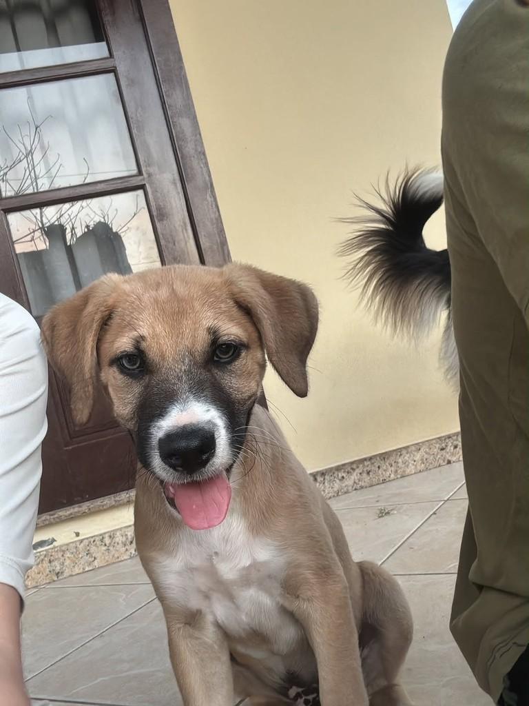 Tico, cachorro de porte pequeno para adoção em Brusque - SC