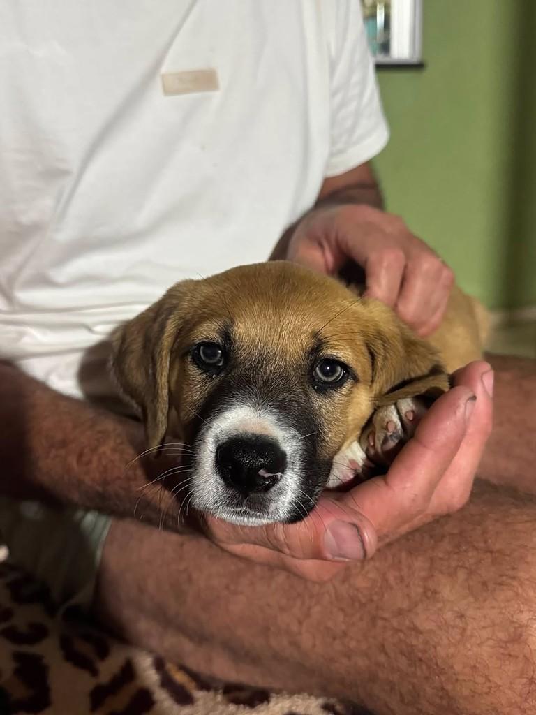 Tico, cachorro de porte pequeno para adoção em Brusque - SC — foto 2 de 4
