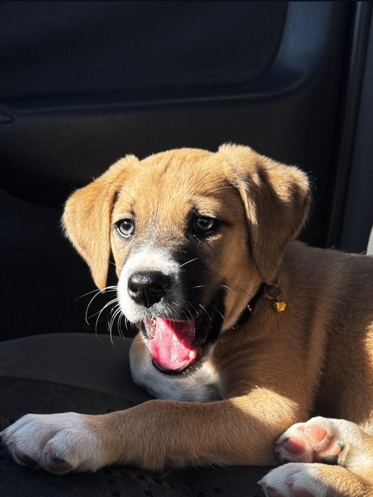 Tico, cachorro de porte pequeno para adoção em Brusque - SC — foto 3 de 4