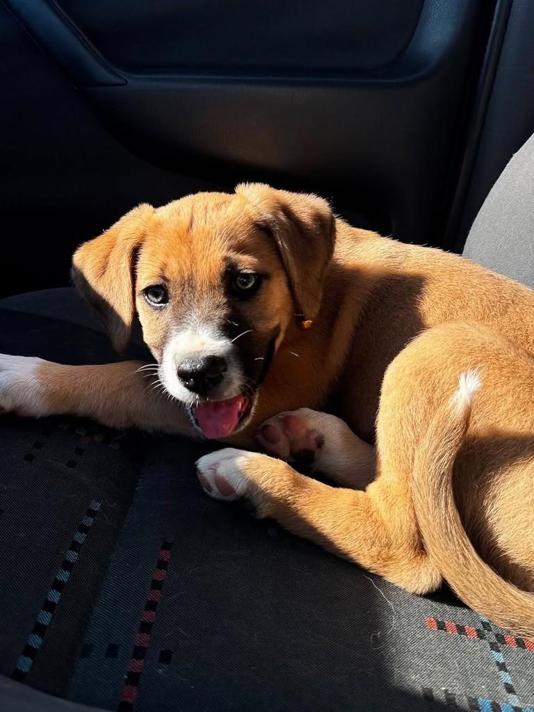 Tico, cachorro de porte pequeno para adoção em Brusque - SC — foto 4 de 4