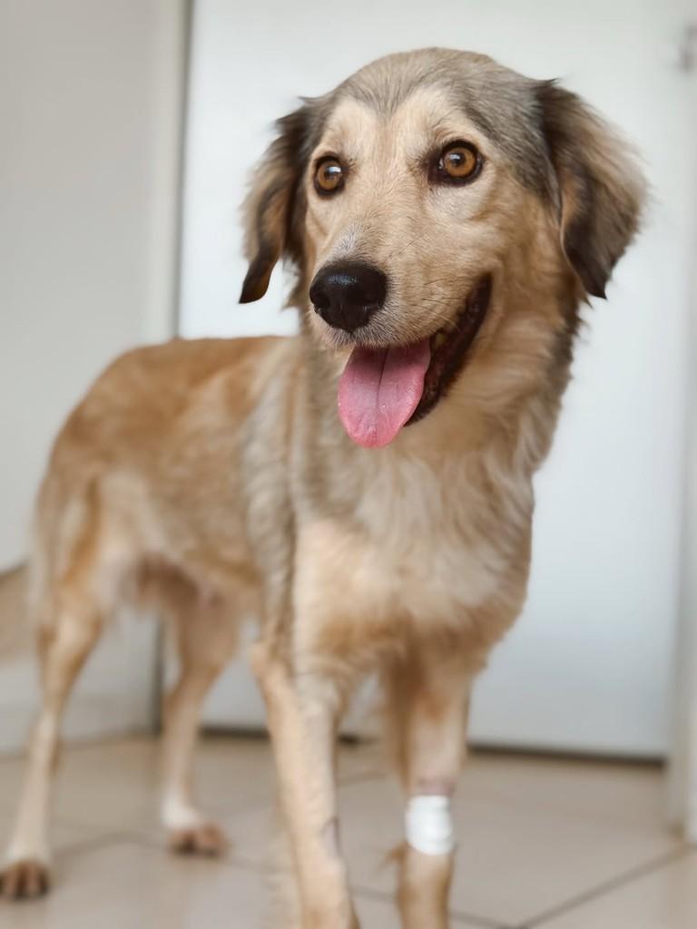 Arya, cadela de porte médio para adoção em Brusque - SC