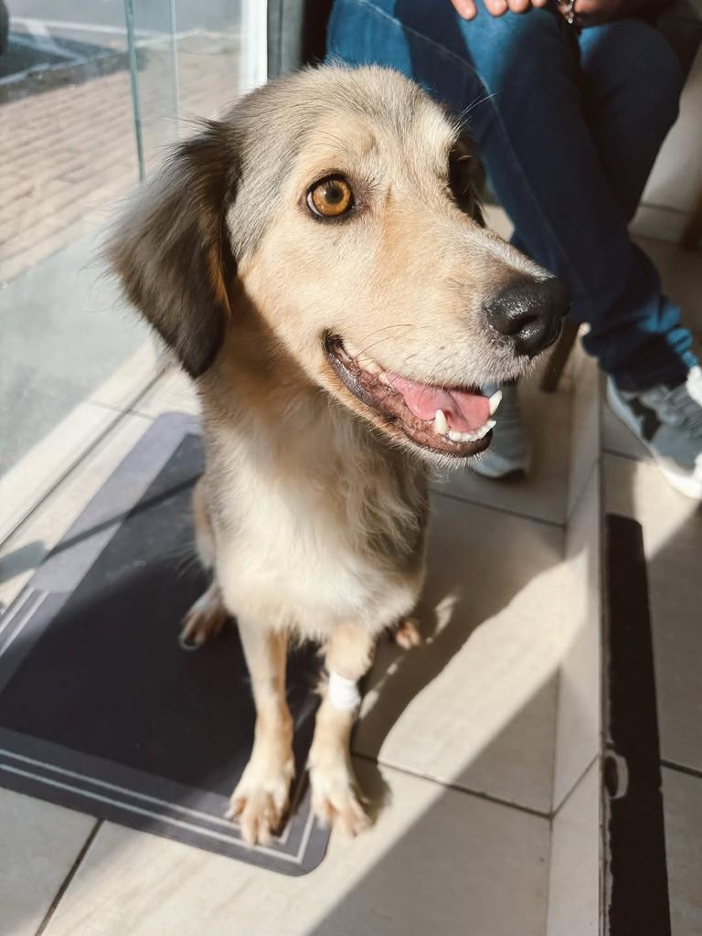 Arya, cadela de porte médio para adoção em Brusque - SC — foto 2 de 8