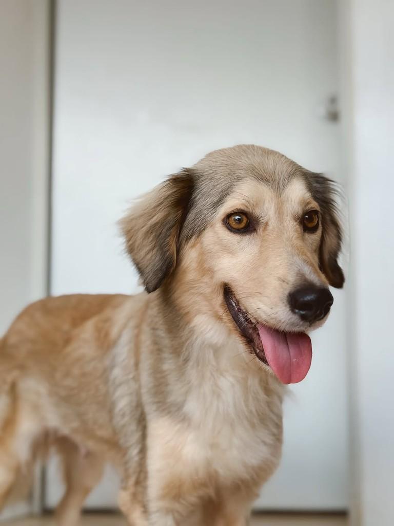 Arya, cadela de porte médio para adoção em Brusque - SC — foto 3 de 8