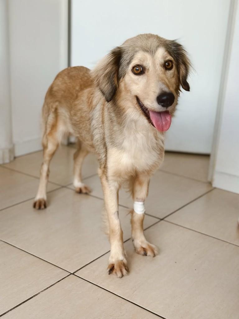 Arya, cadela de porte médio para adoção em Brusque - SC — foto 4 de 8