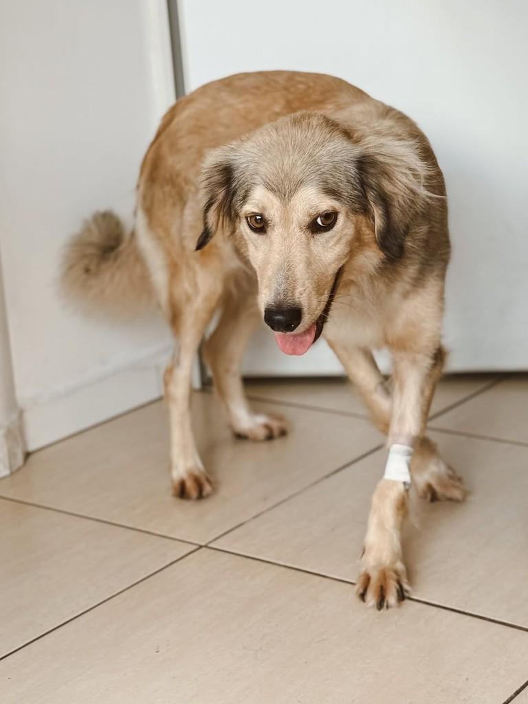 Arya, cadela de porte médio para adoção em Brusque - SC — foto 5 de 8