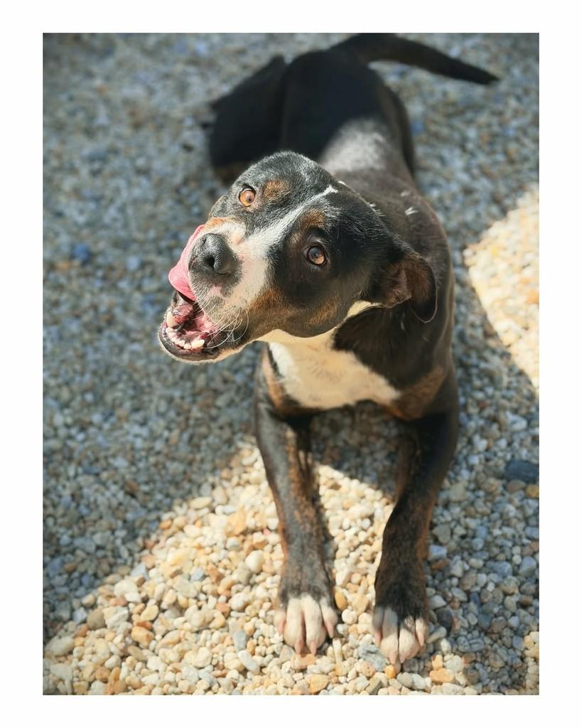 Bruce, cachorro de porte médio para adoção em Brusque - SC