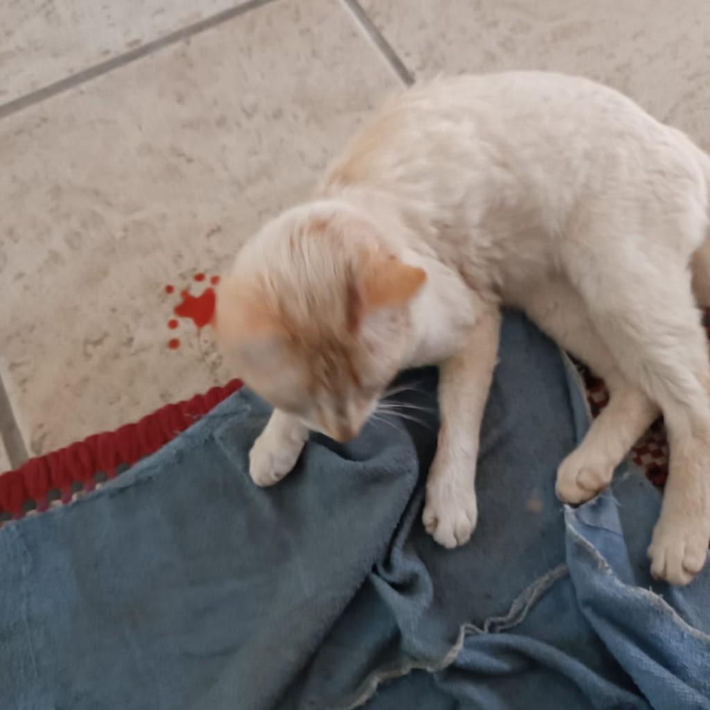 Mingau, gato de porte médio para adoção em Brusque - SC