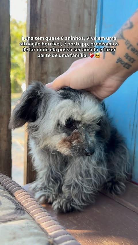 Luna, cadela de porte pequeno para adoção em Brusque - SC