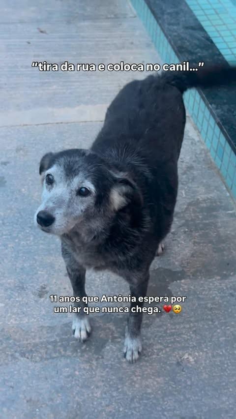 Antonia, cadela de porte grande para adoção em Brusque - SC
