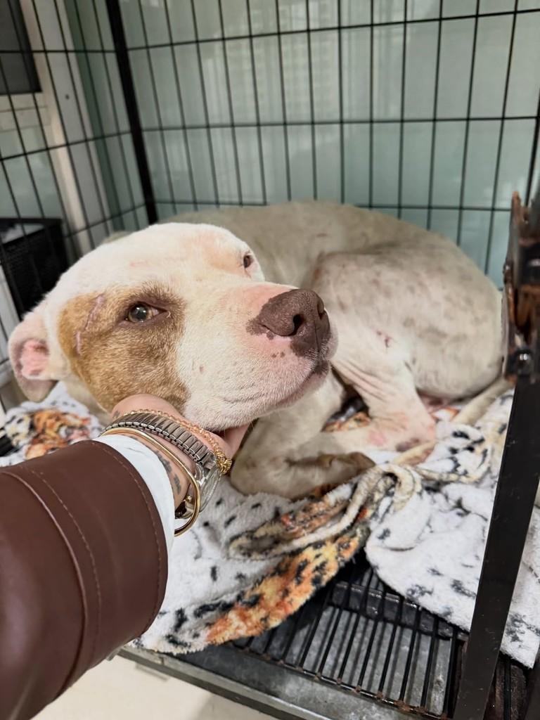 Logan, cachorro de porte médio para adoção em Brusque - SC
