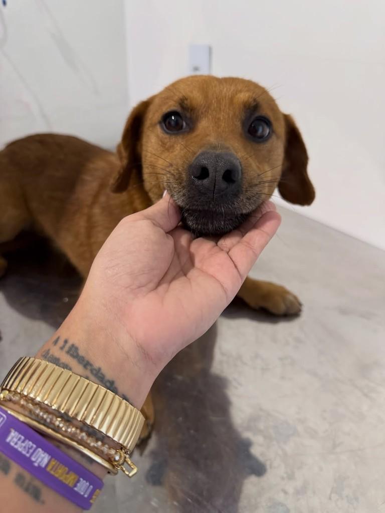 Bento, cachorro de porte pequeno para adoção em Brusque - SC