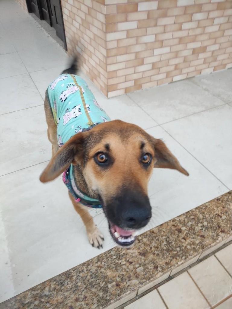 Jade, cadela de porte médio para adoção em Brusque - SC
