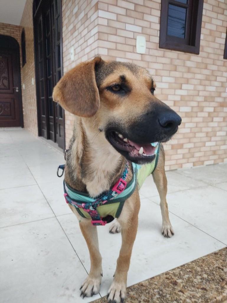 Jade, cadela de porte médio para adoção em Brusque - SC — foto 3 de 3