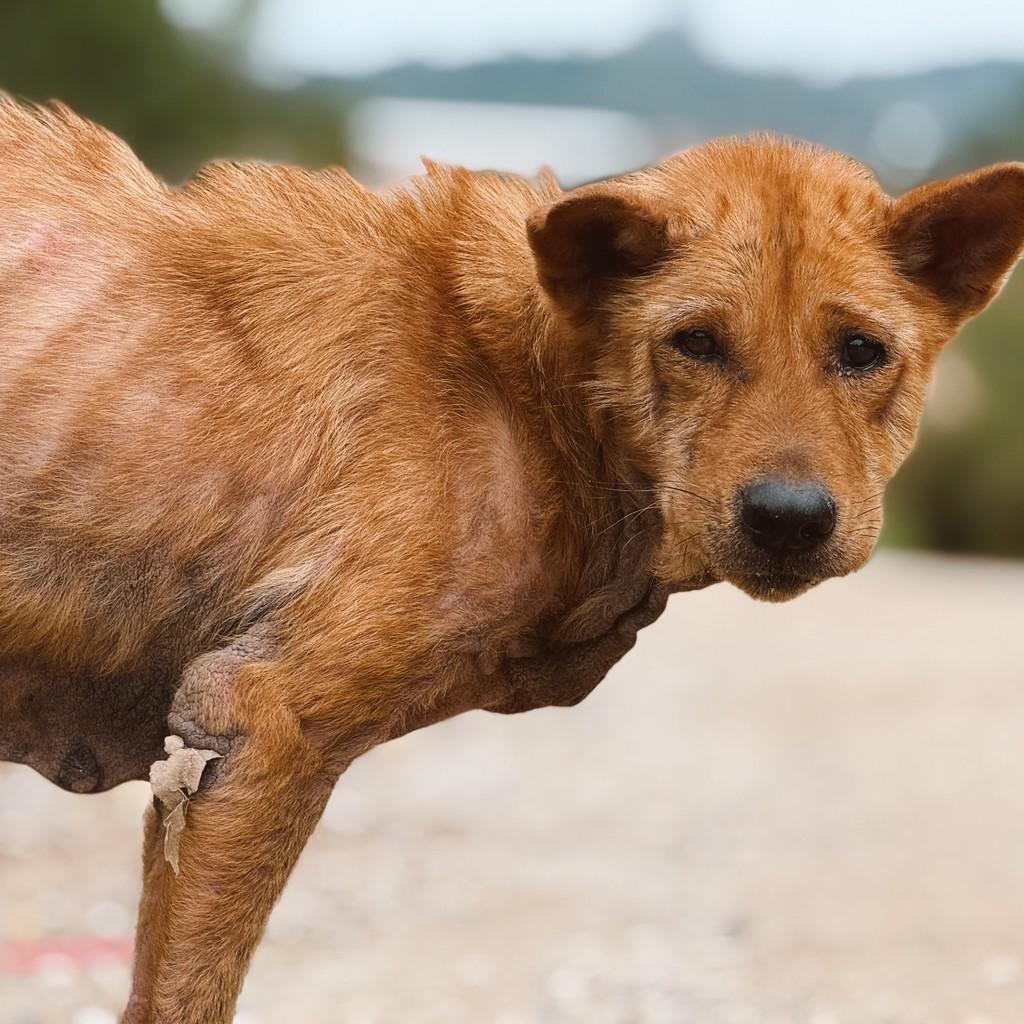 Matilda, cadela de porte médio para adoção em Brusque - SC