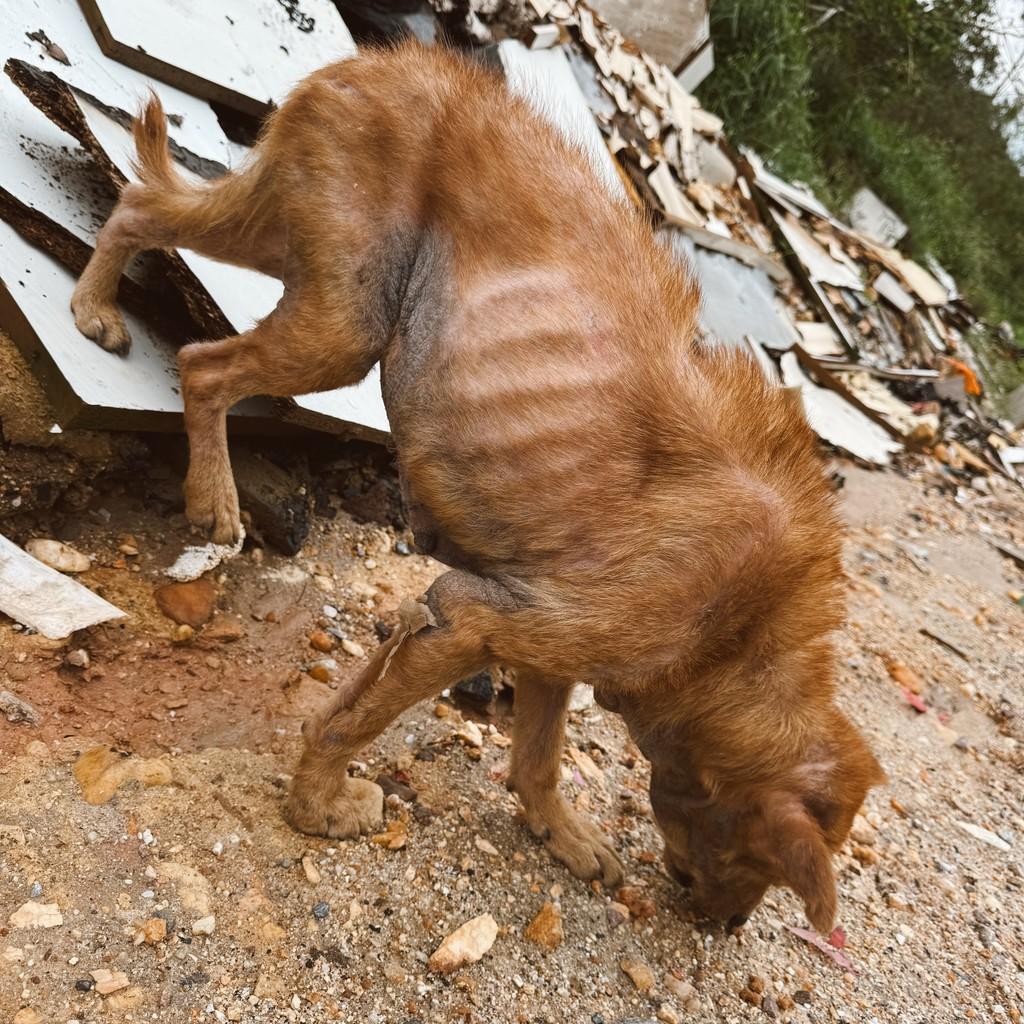 Matilda, cadela de porte médio para adoção em Brusque - SC — foto 3 de 3