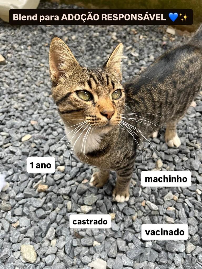 Blend, gato de porte médio para adoção em Brusque - SC