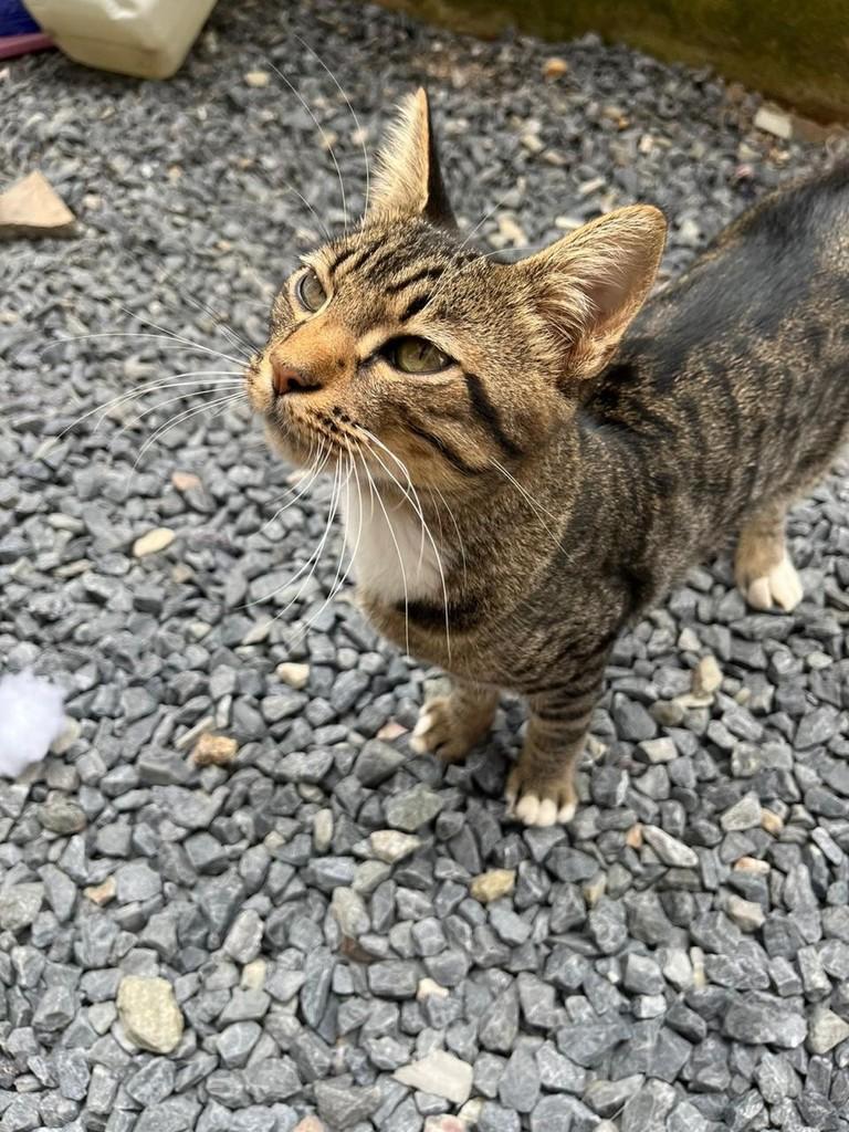 Blend, gato de porte médio para adoção em Brusque - SC — foto 2 de 3