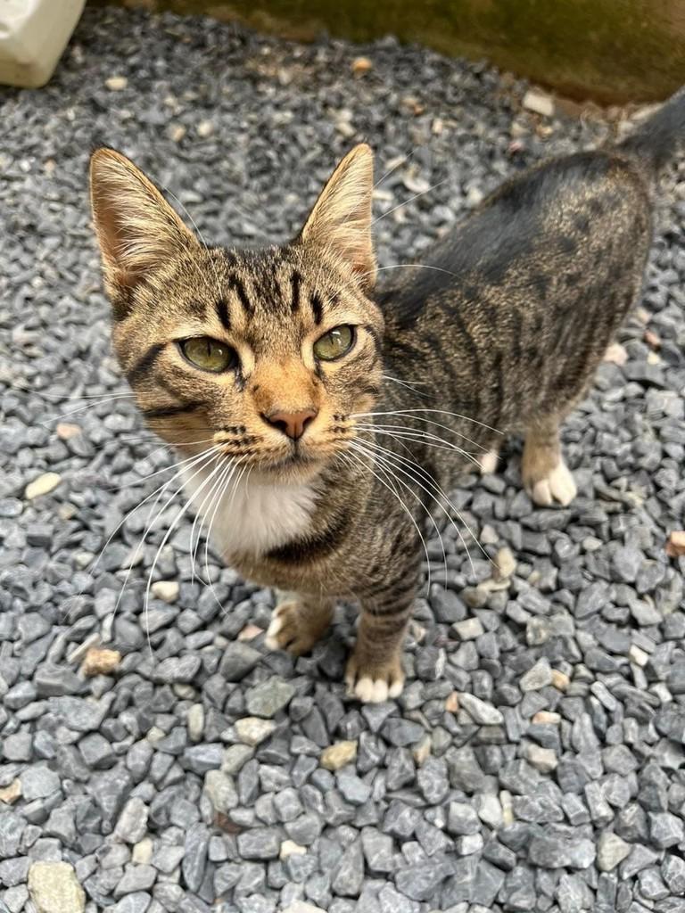 Blend, gato de porte médio para adoção em Brusque - SC — foto 3 de 3