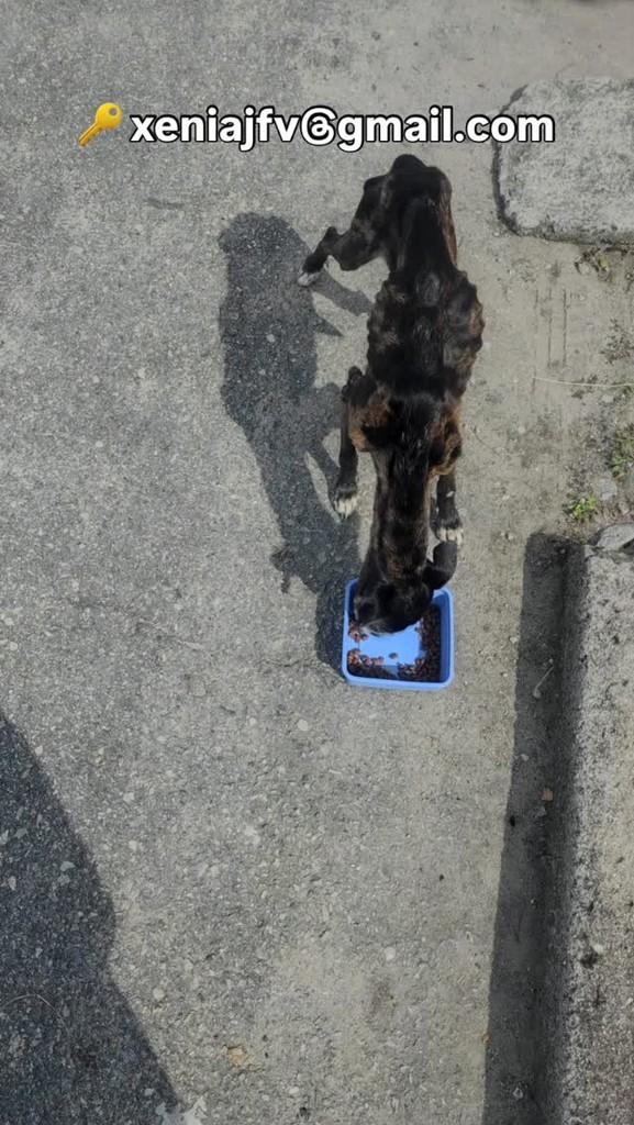 Princesa Léia, cachorro de porte pequeno para adoção em Rio Grande - RS