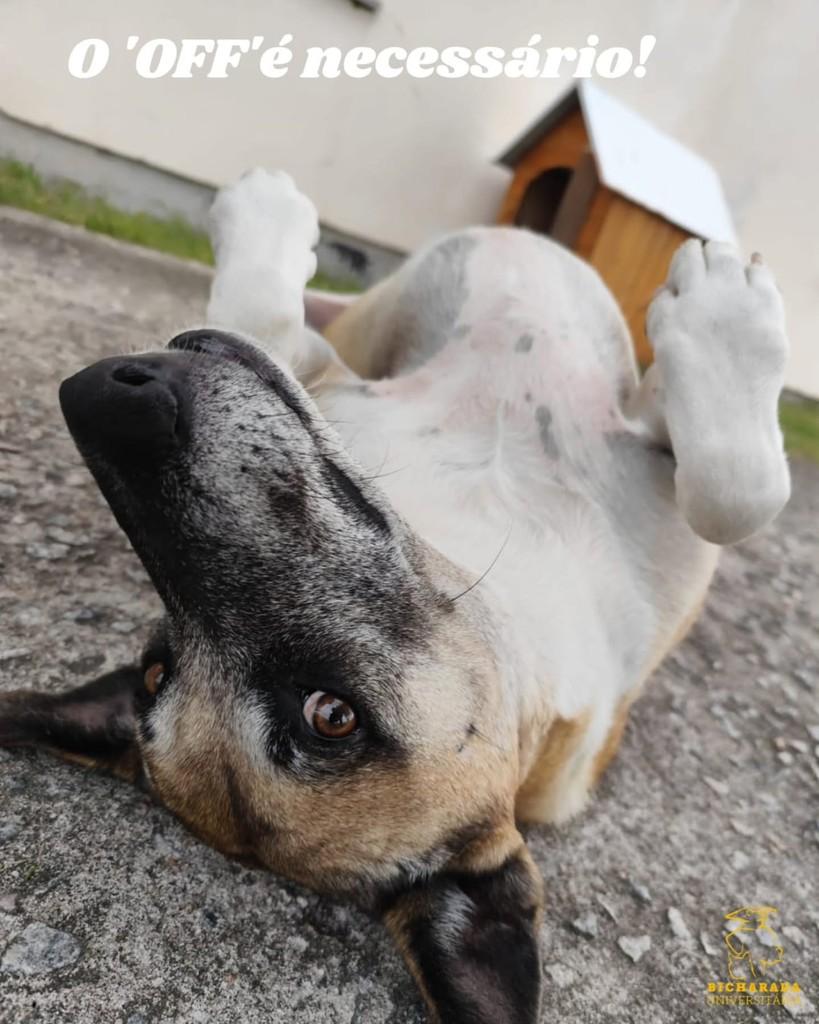 Amendoim, cachorro de porte médio para adoção em Rio Grande - RS