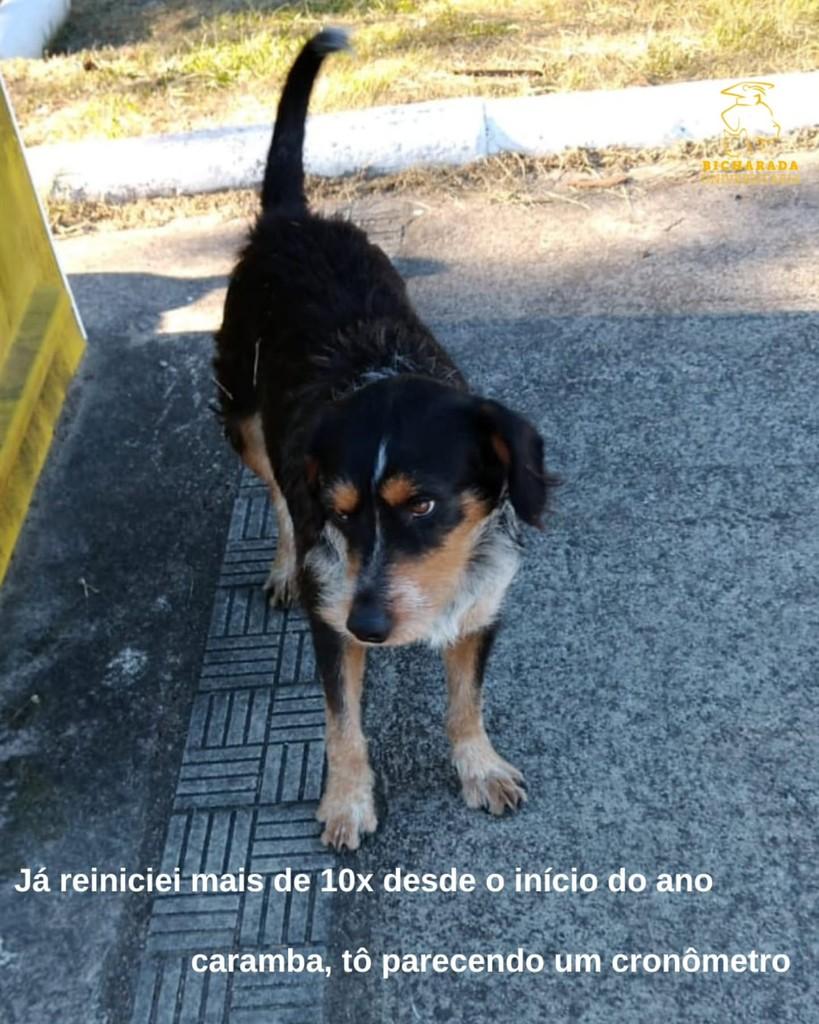 Eddie, cachorro de porte pequeno para adoção em Rio Grande - RS