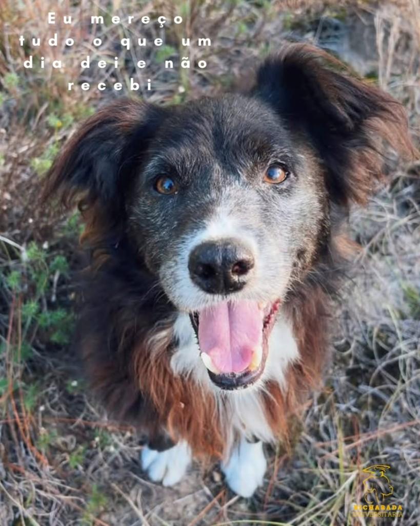 Bob, cachorro de porte médio para adoção em Rio Grande - RS