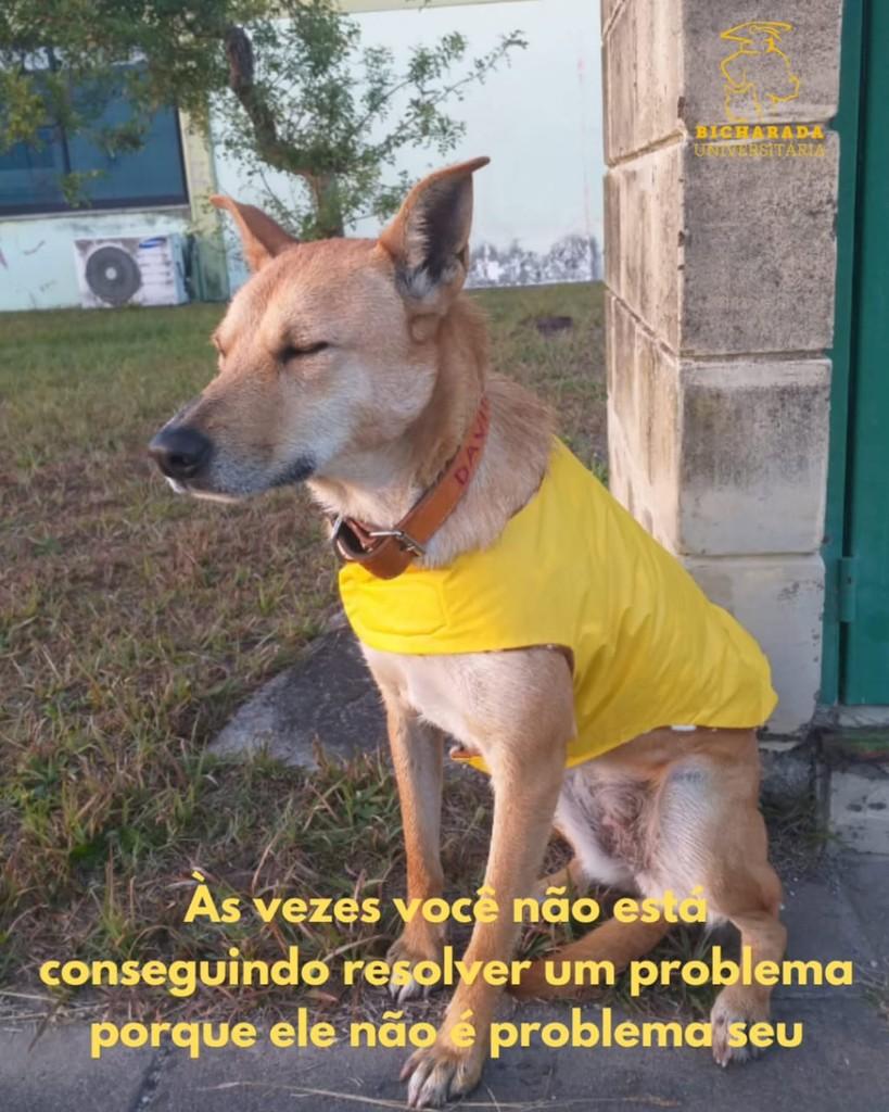 Davina, cachorro de porte médio para adoção em Rio Grande - RS