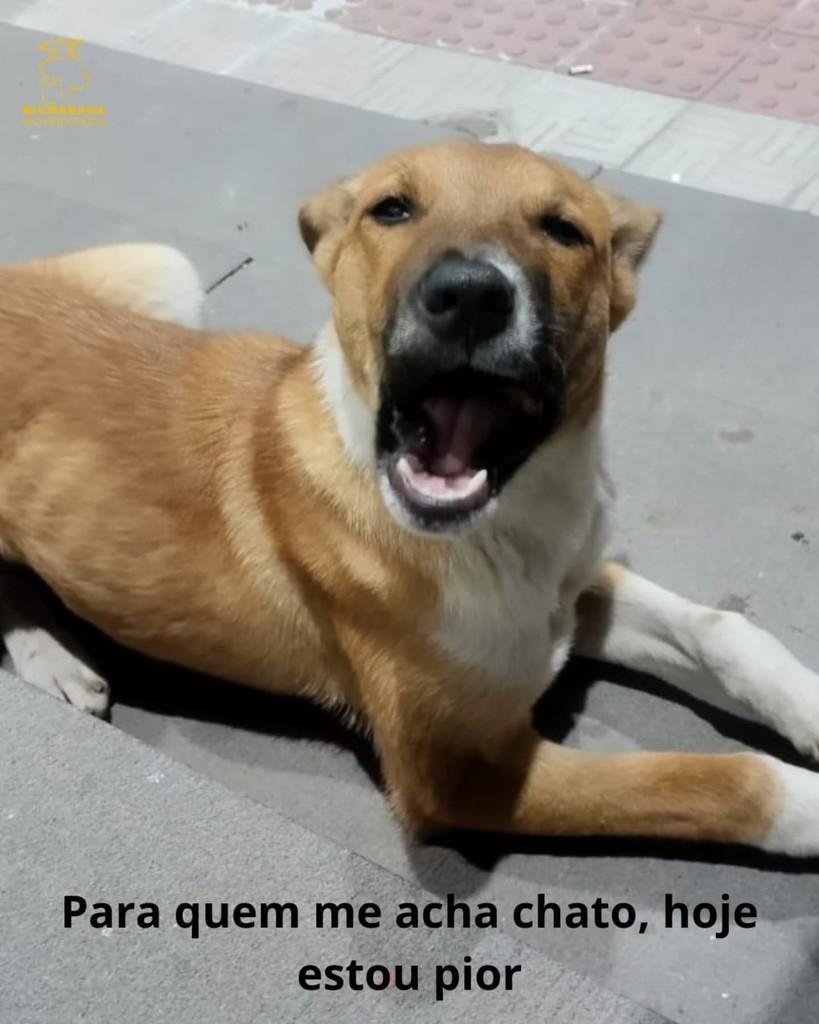 Darwin, cachorro de porte médio para adoção em Rio Grande - RS