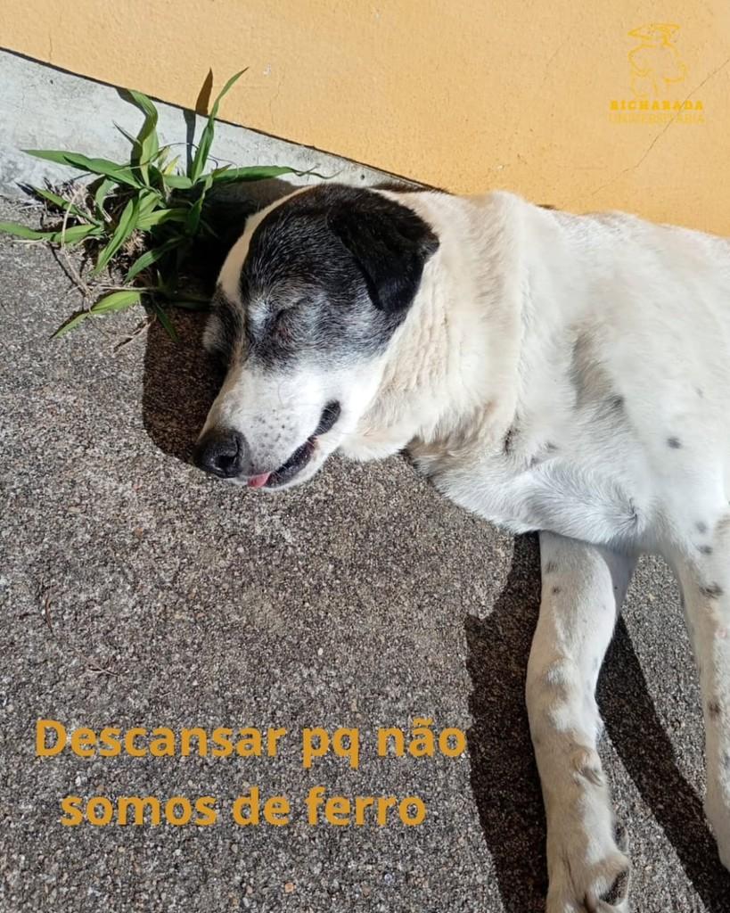 Maria, cachorro de porte médio para adoção em Rio Grande - RS