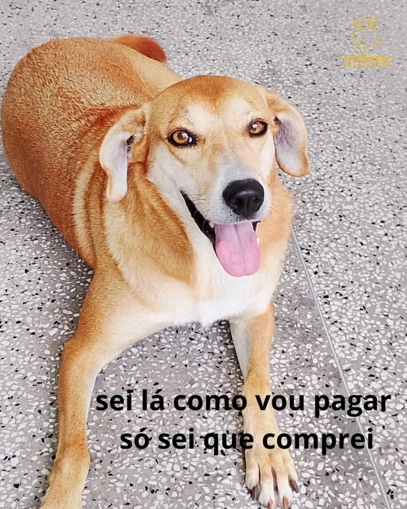 Mimosa, cachorro de porte médio para adoção em Rio Grande - RS
