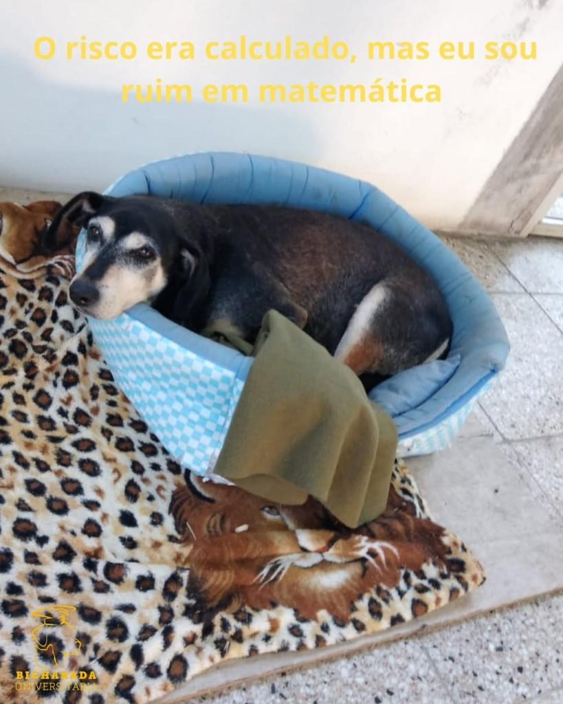 Bob Jr/Wesley, cachorro de porte pequeno para adoção em Rio Grande - RS