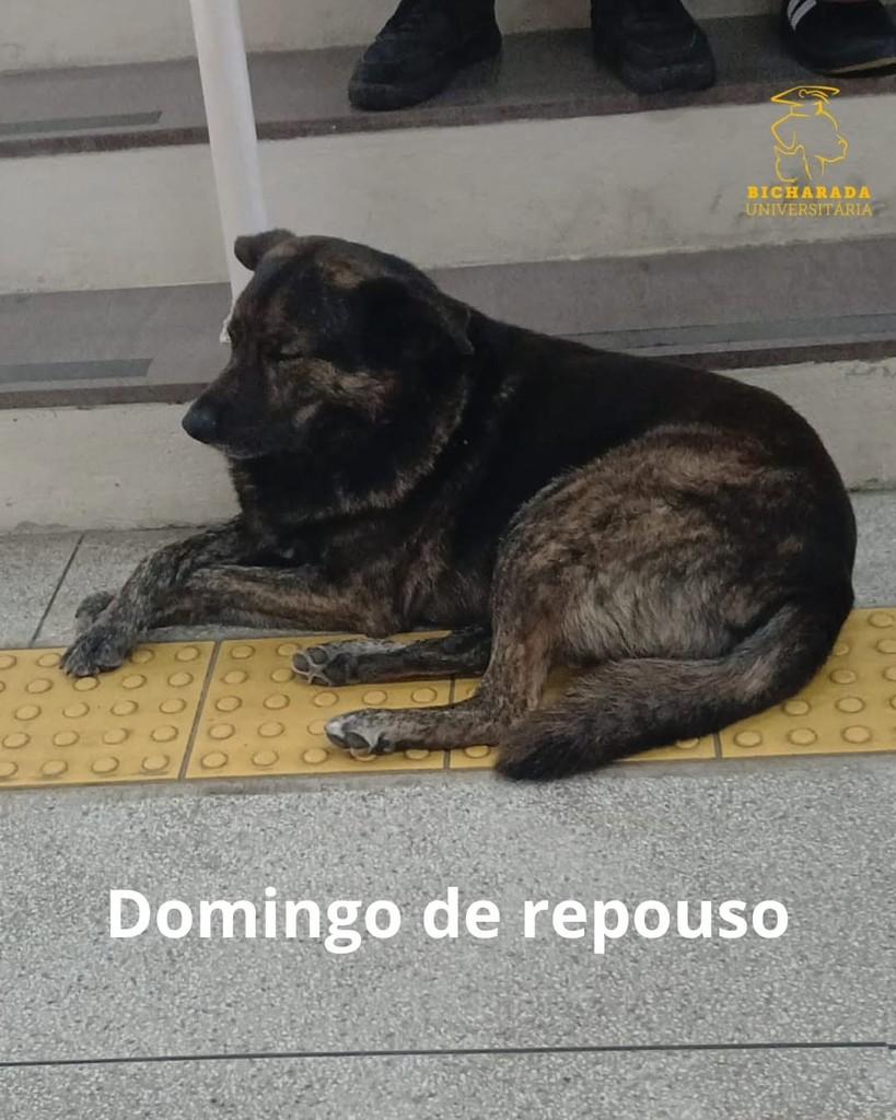 Osco, cachorro de porte grande para adoção em Rio Grande - RS