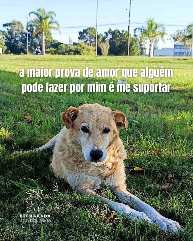 Costelinha, cachorro de porte médio para adoção em Rio Grande - RS