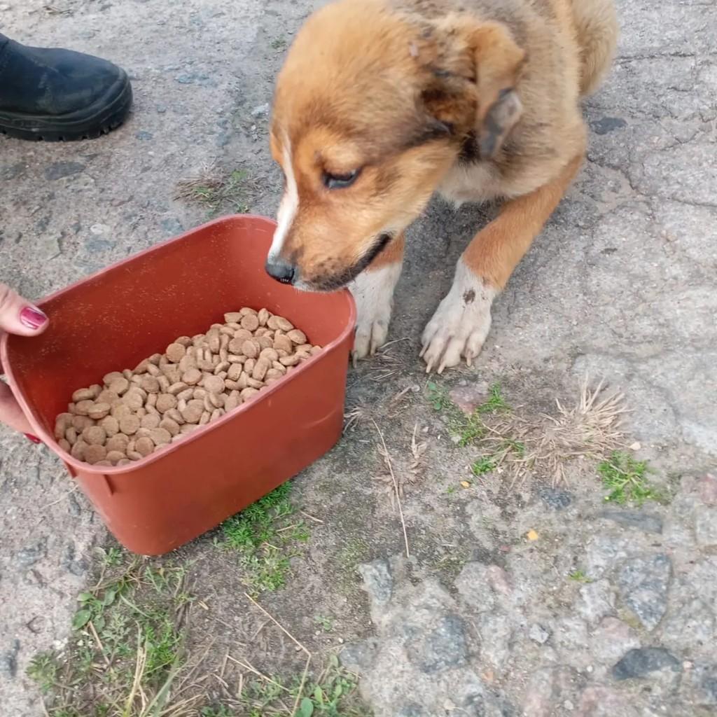 Ursinho, cachorro de porte pequeno para adoção em Rio Grande - RS