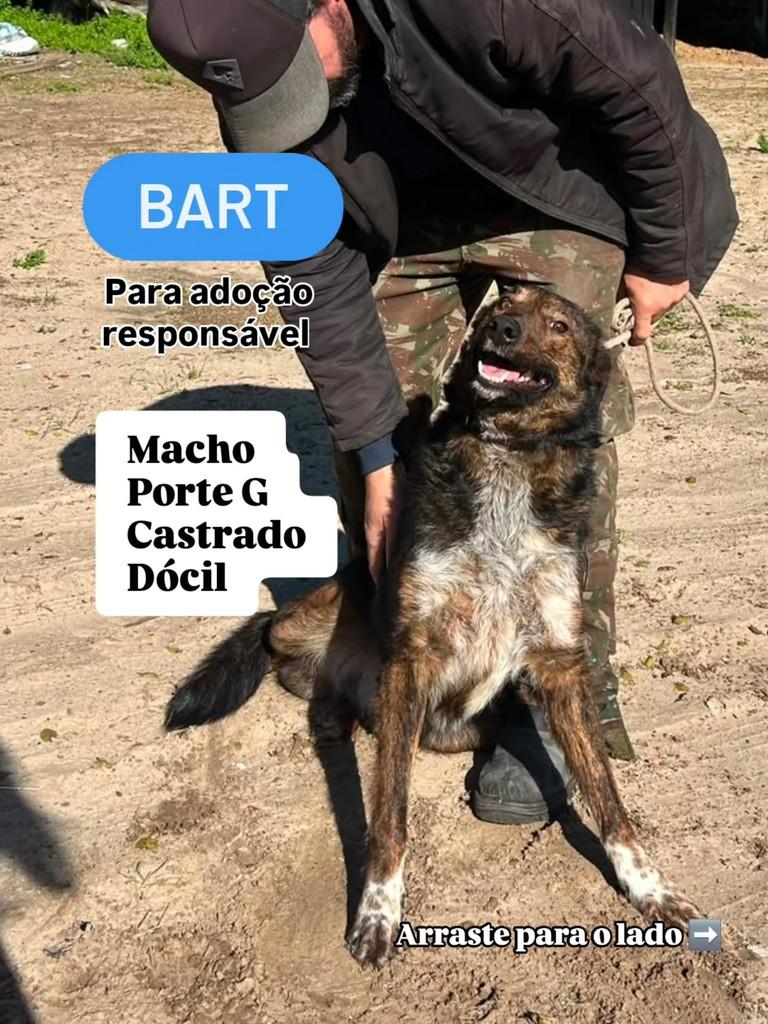 Bart, cachorro de porte médio para adoção em Rio Grande - RS