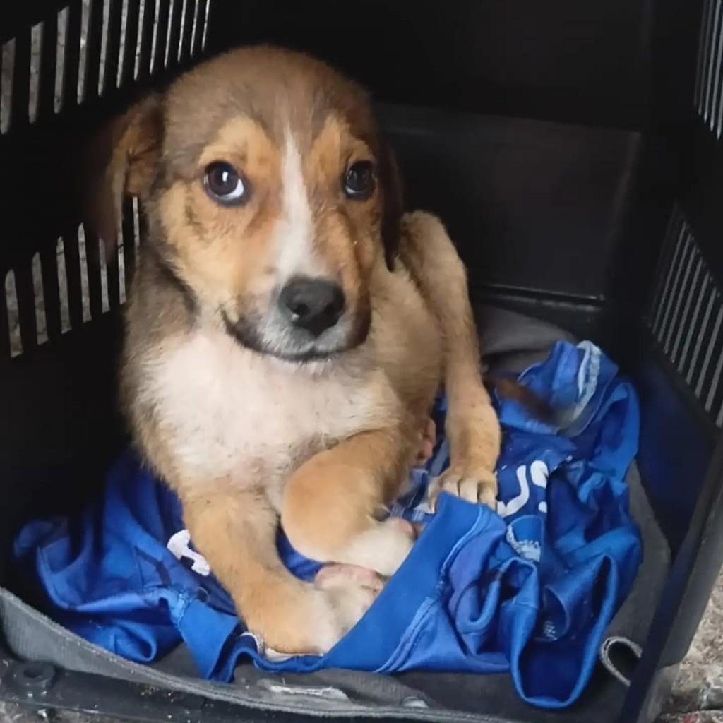 Collie Impostor, cachorro de porte pequeno para adoção em Rio Grande - RS