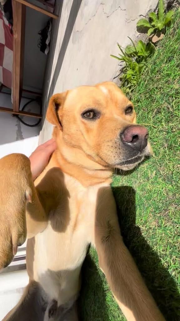 Chaves, cachorro de porte médio para adoção em Rio Grande - RS