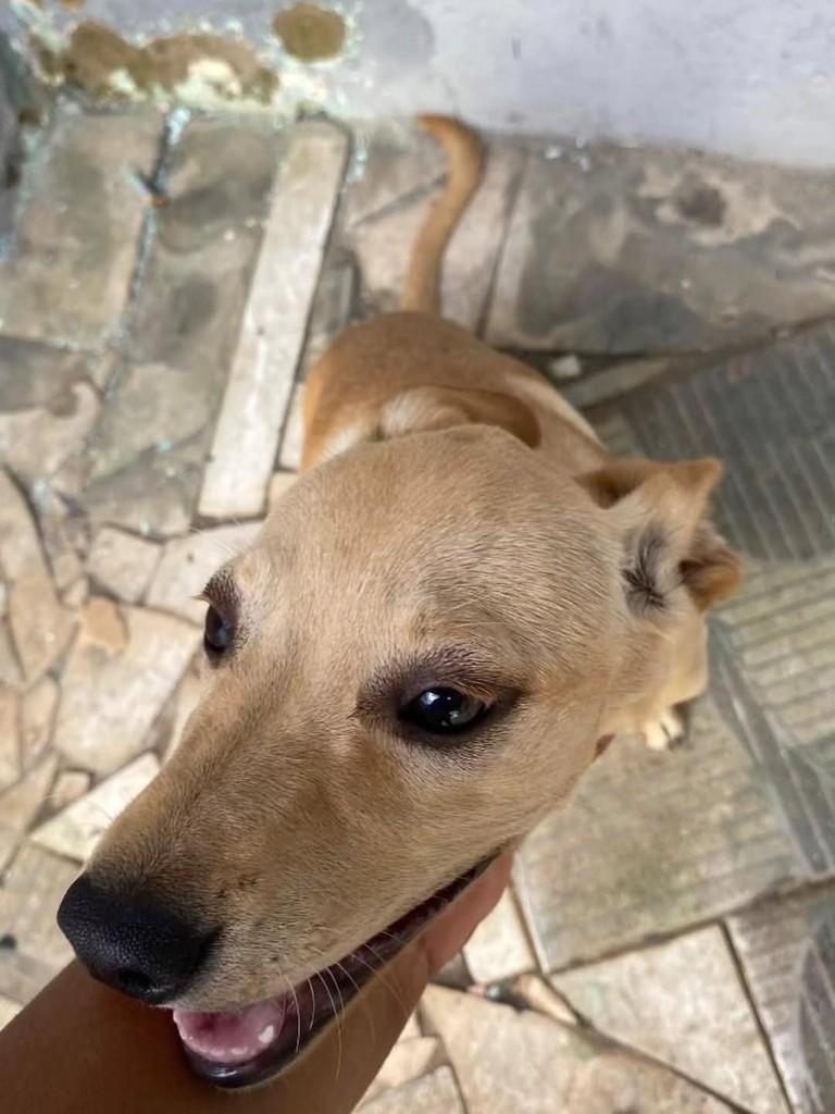 Maia, cachorro de porte pequeno para adoção em Itabuna - BA