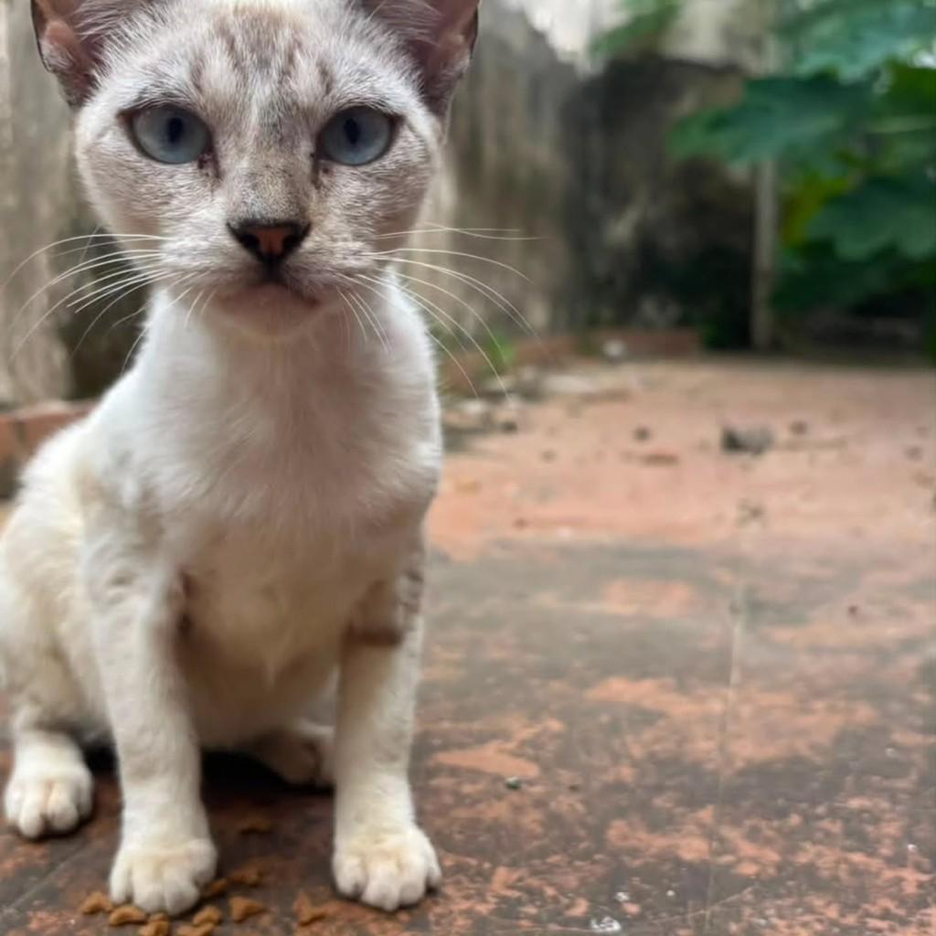 Siamesas, gato de porte pequeno para adoção em Itabuna - BA